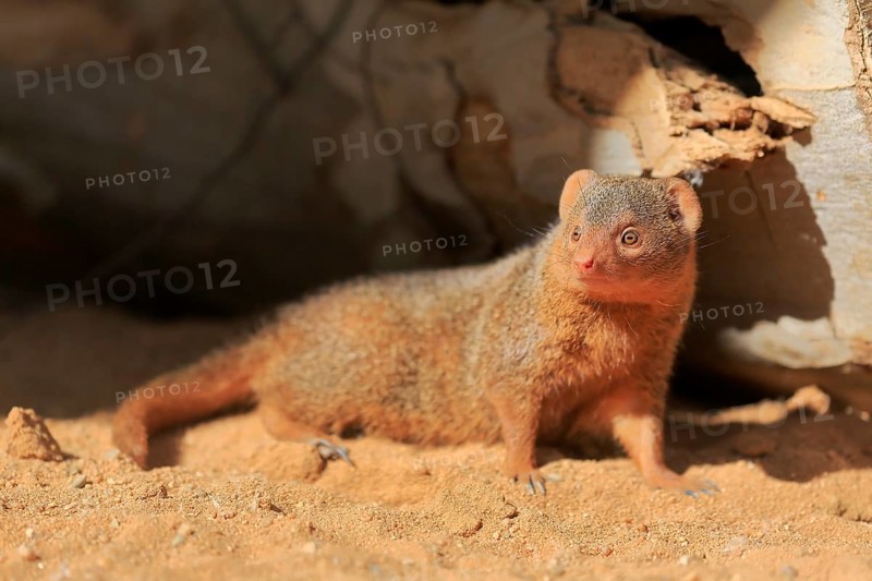 Dwarf mongoose