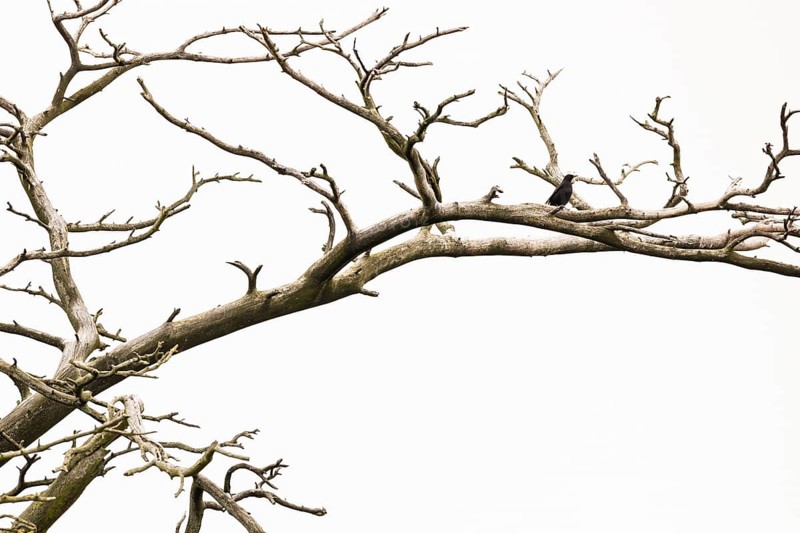 Blackbird