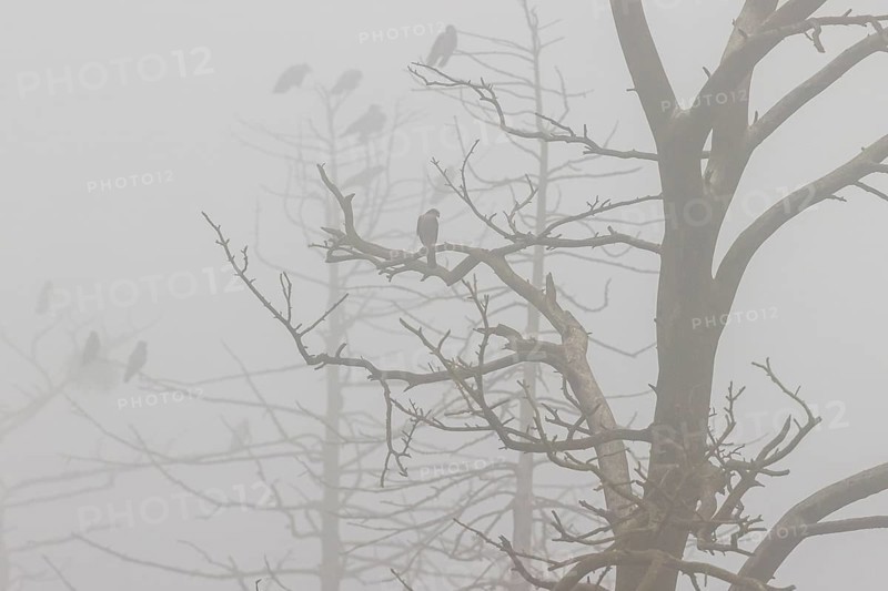 Hooded crow