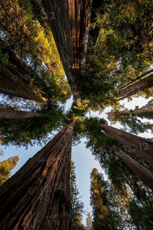Coast redwoods