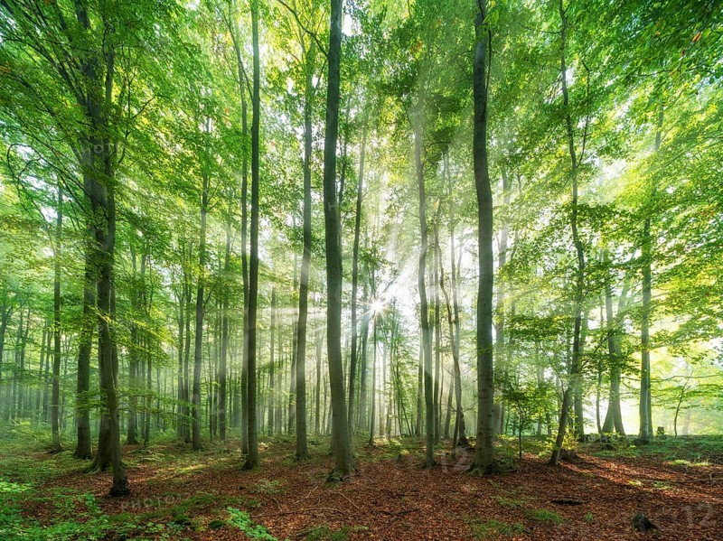 Beech forest flooded with light