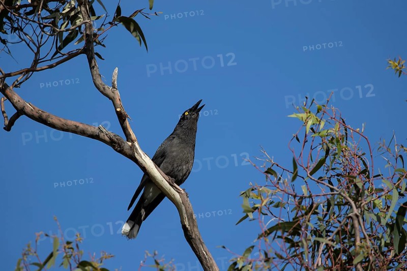 Australian magpie
