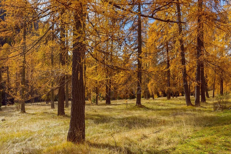 Beautifully colored larches near Cortina d'Ampezzo