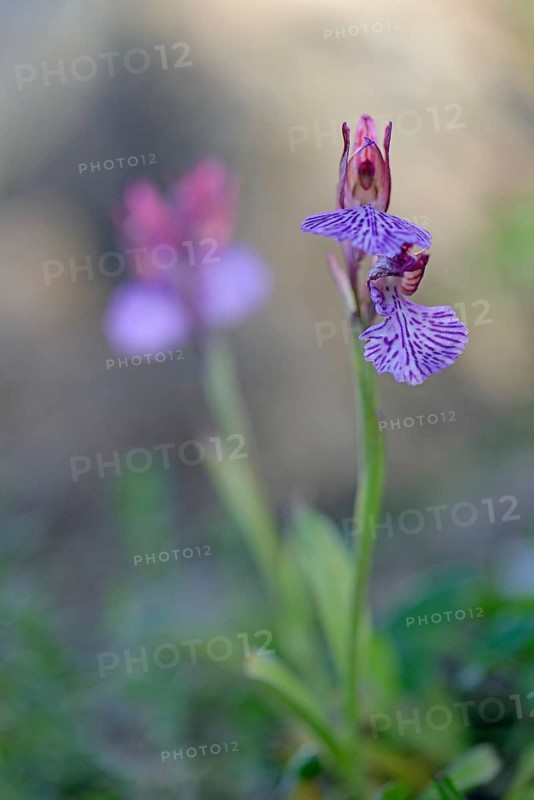 Butterfly orchid