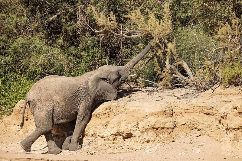 African Elephant