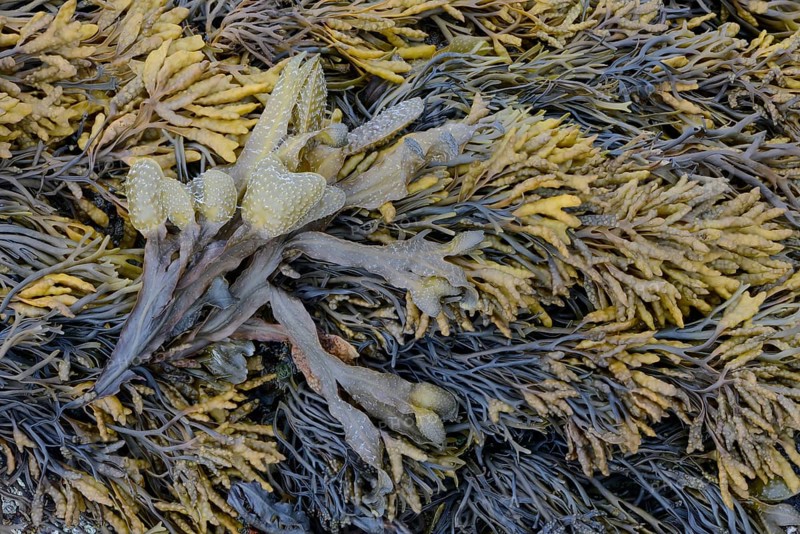 Spiral wrack