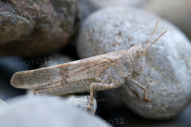 Blue-winged grasshopper