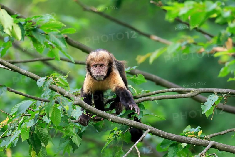 Golden-bellied capuchin