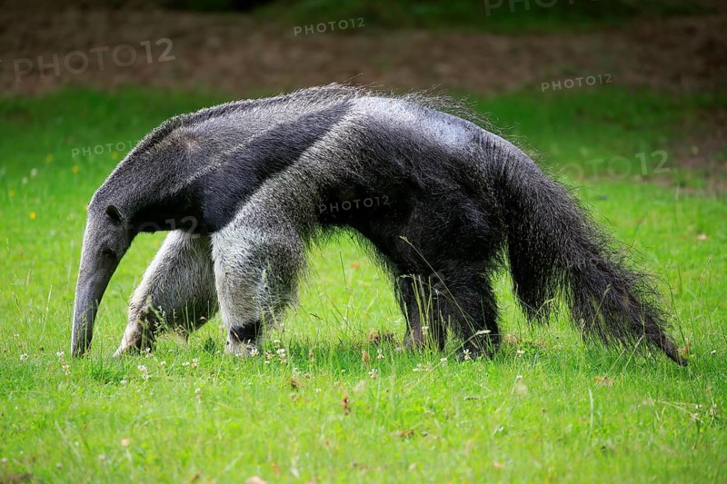 Giant anteater