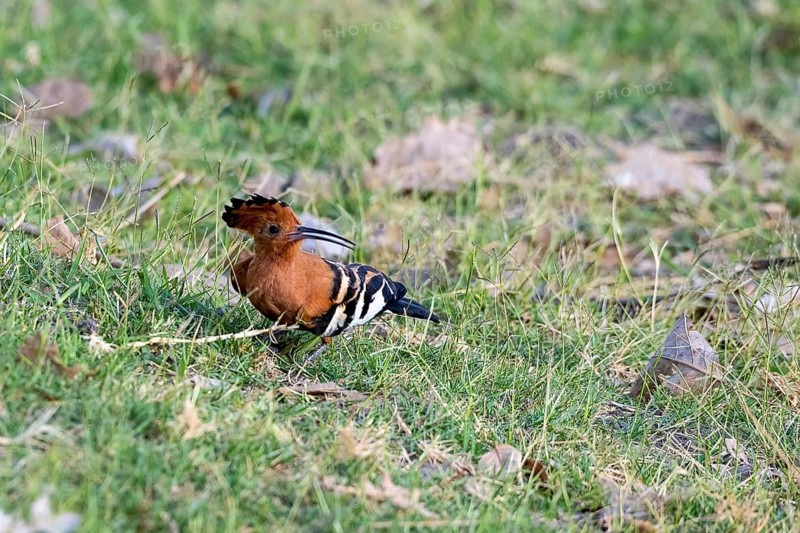 African Hoopoe