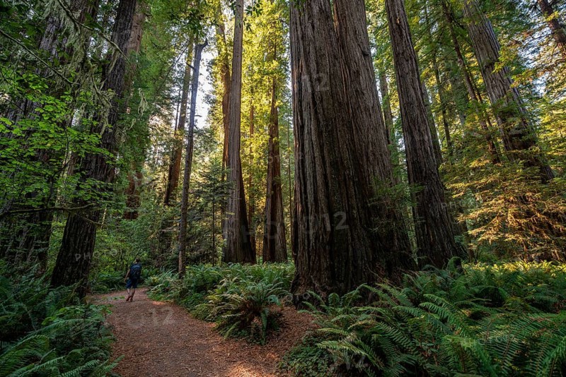 Hiker on trail through forest with coast redwoods