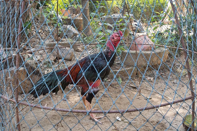 Domestic chicken