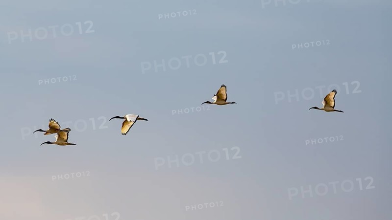 African sacred ibis
