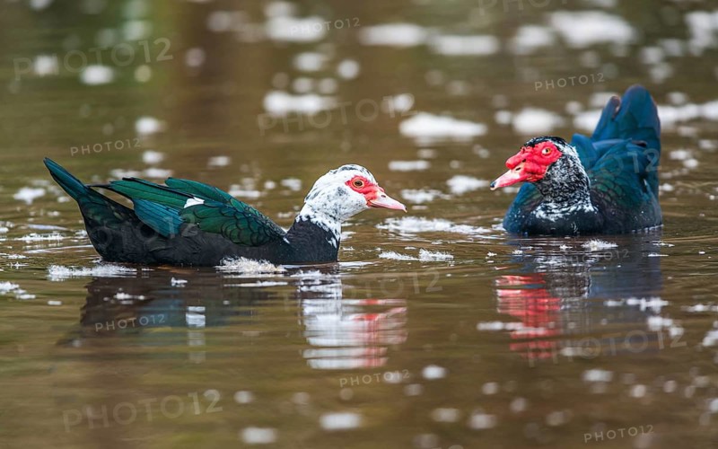 Muscovy Duck