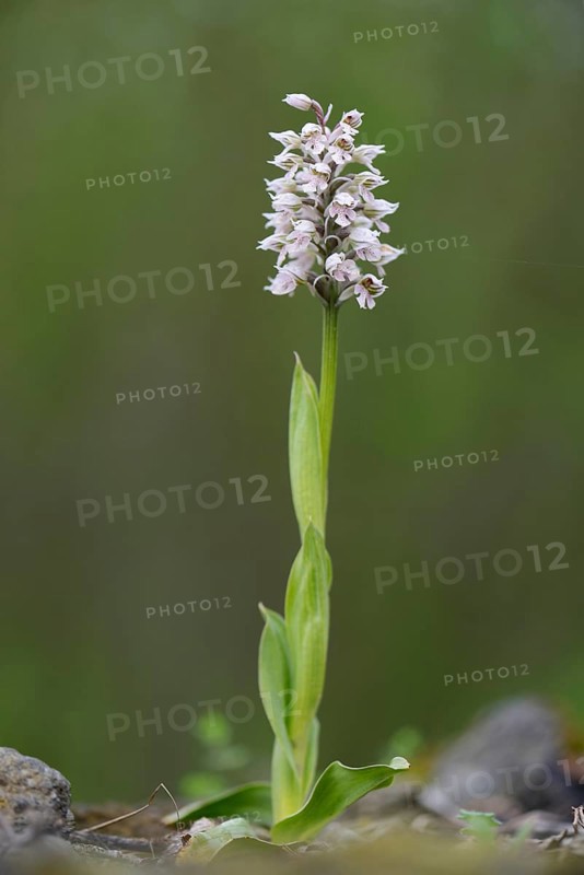 Spotted milky orchid
