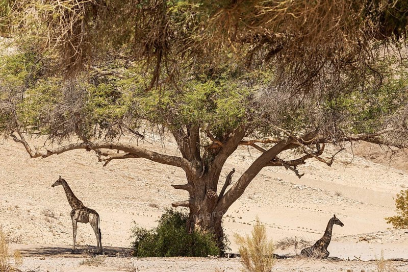 Angolan Giraffe