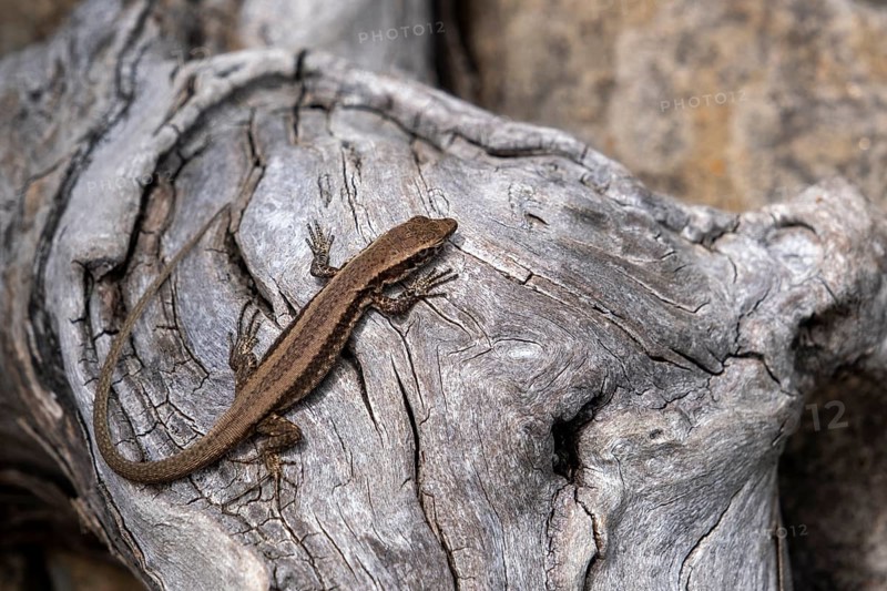 Madeira lizard or madeiran wall lizard