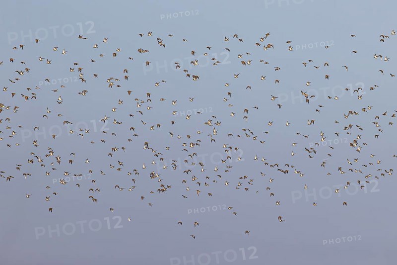 European golden plover