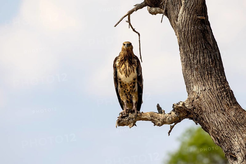 African fish eagle