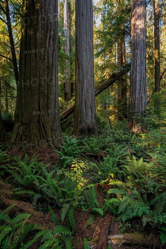 Coast redwoods