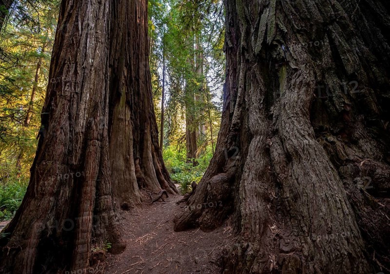 Trunks of two redwoods