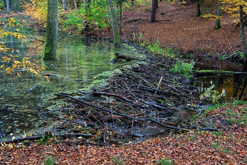 Dam of a beaver in the little river Briese