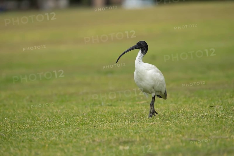 Australian white ibis