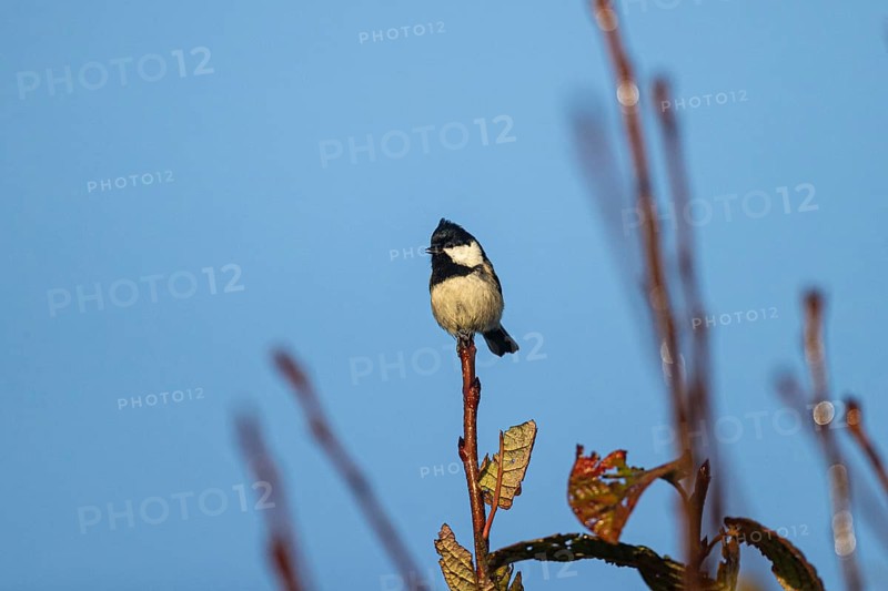Coal tit