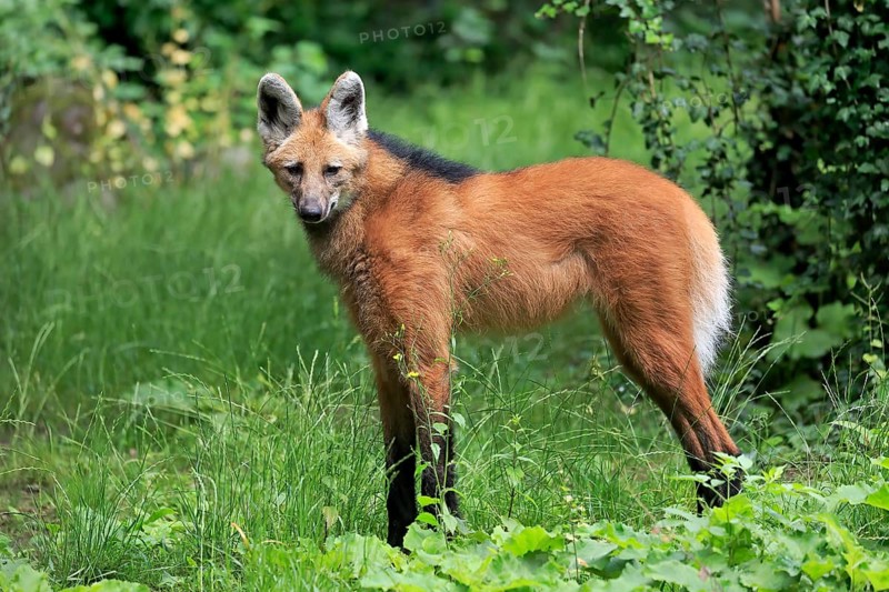 Maned wolf