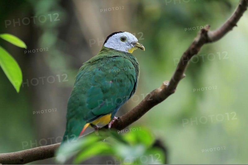 Black-naped fruit dove