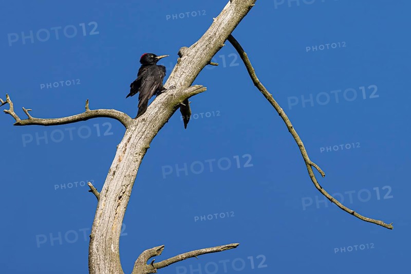 Black woodpecker