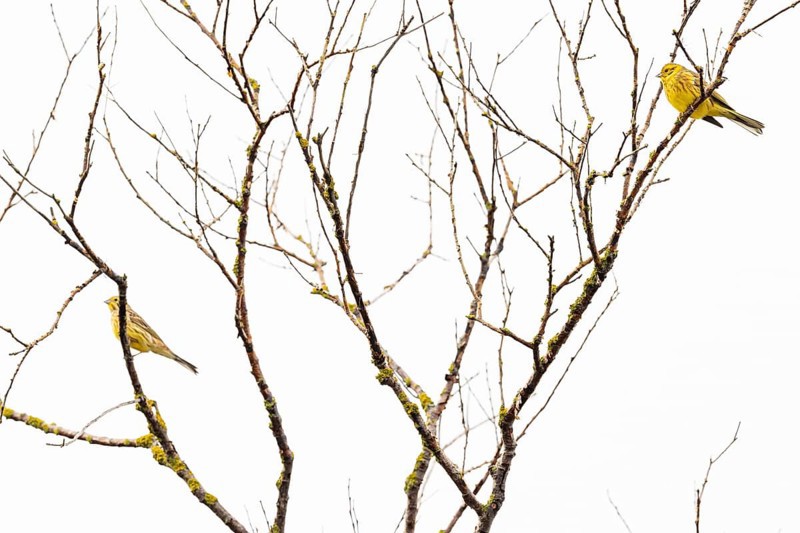 Yellowhammer