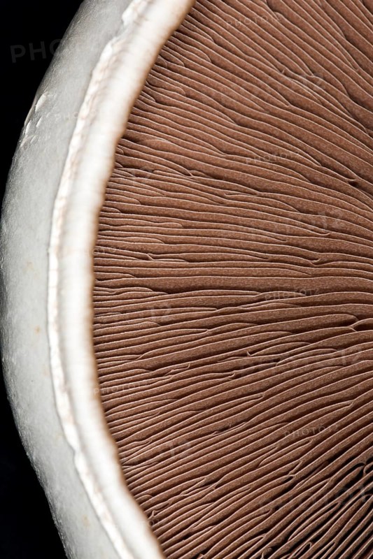 Close-up of the brown lamellae of a horse mushroom