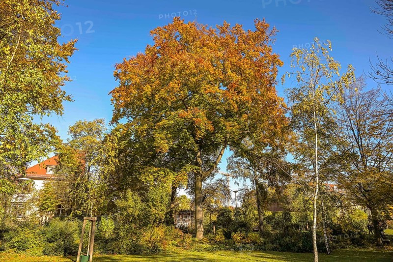 Autumn