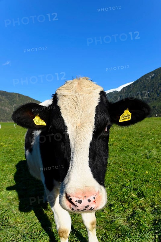 Female domestic cattles