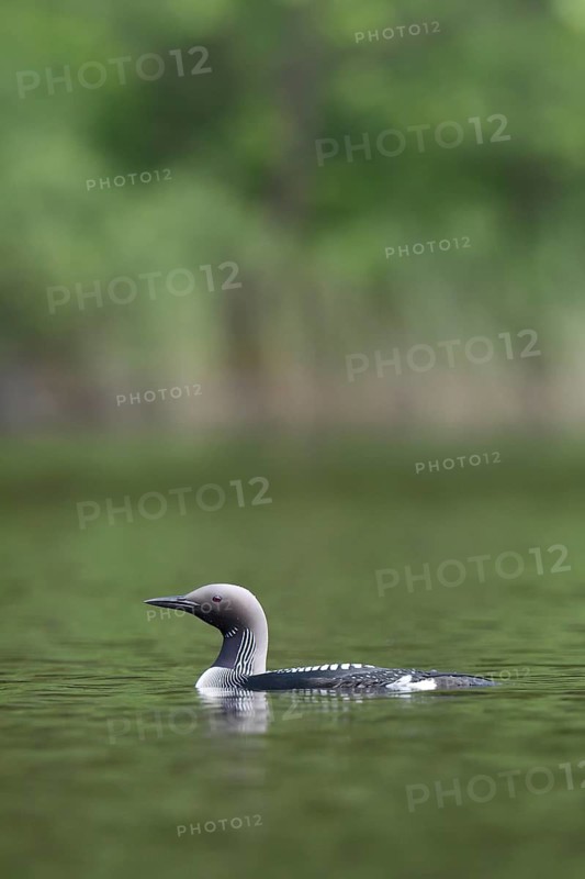 Black-throated loon