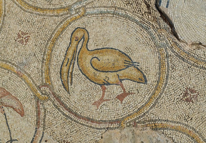 Pelican