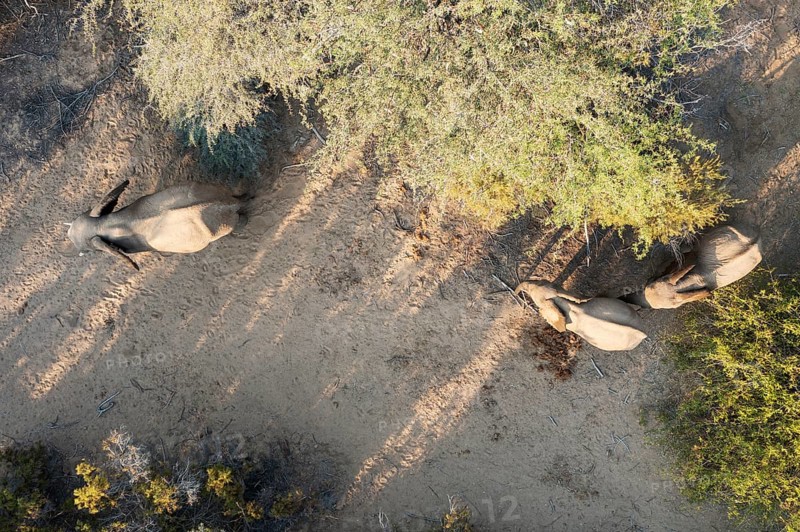 African Elephant