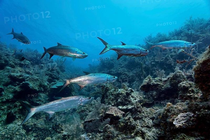 Shoal of atlantic tarpon