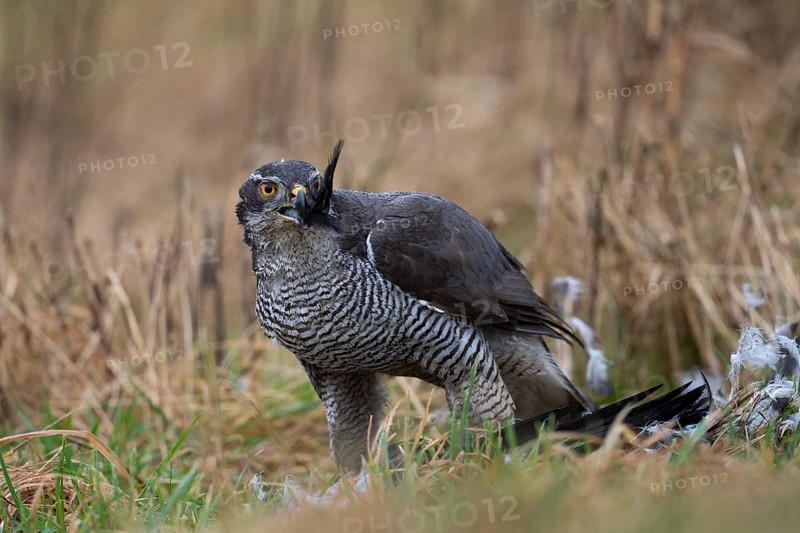 Northern goshawk