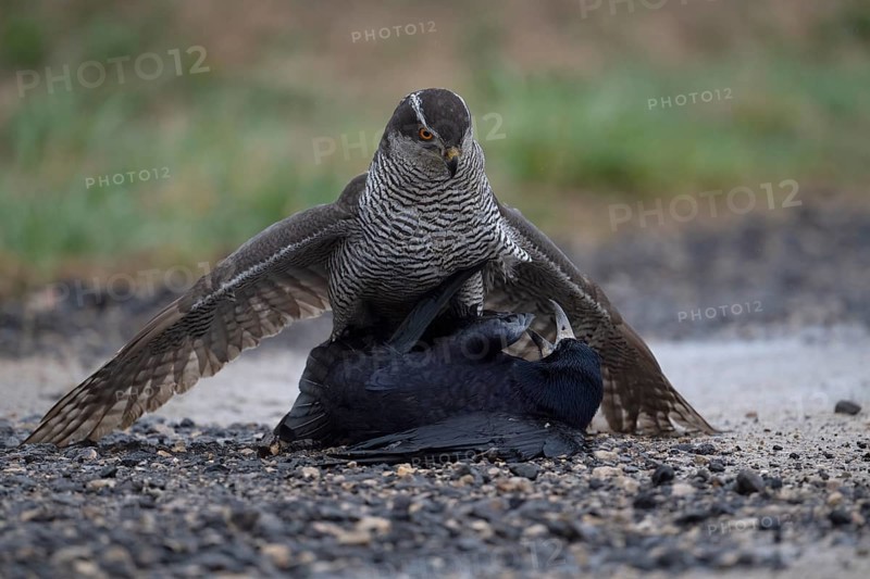 Northern goshawk