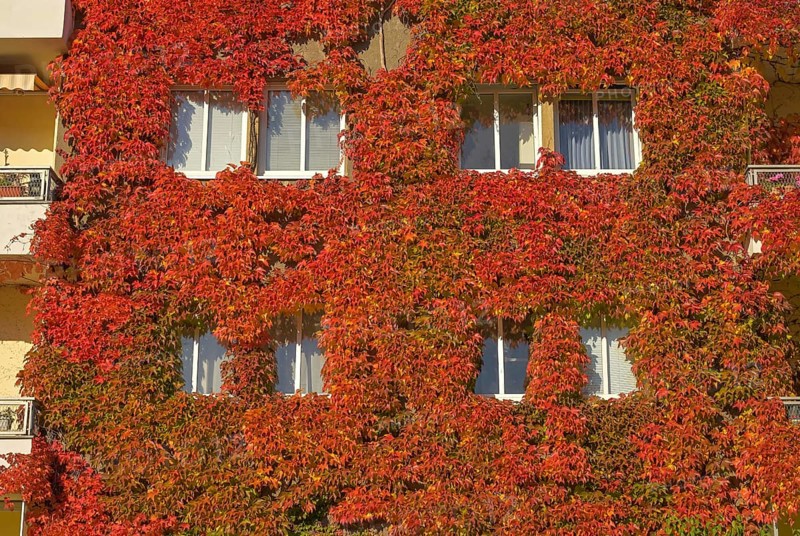 Autumn foliage