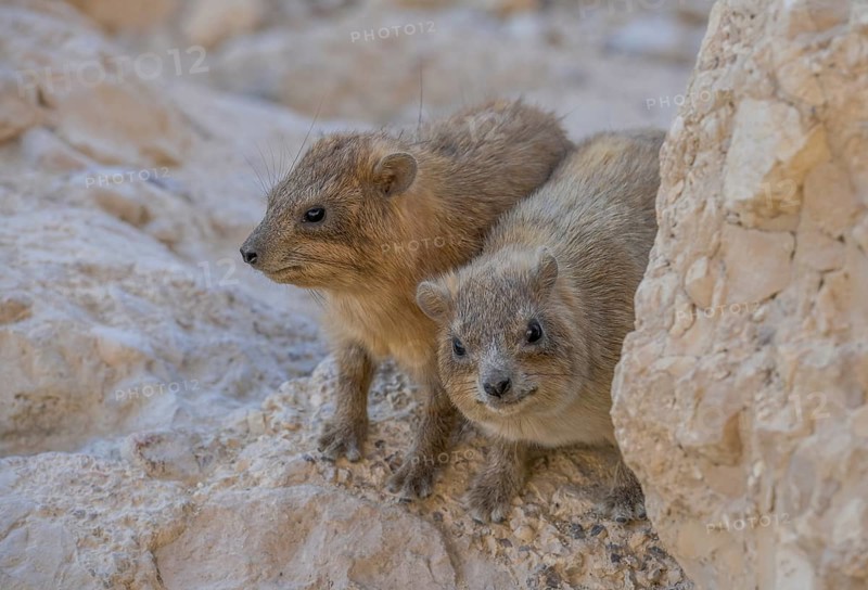 Rock hyrax