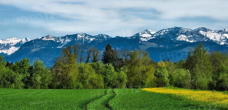 Bright green spring fields and trees