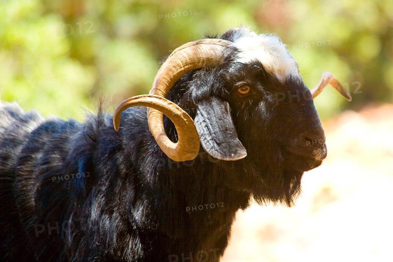 Goats