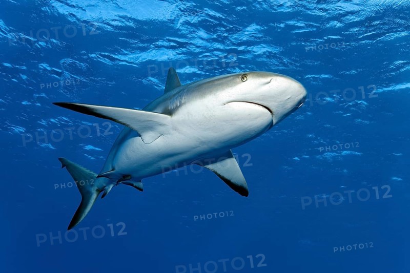 Caribbean reef shark