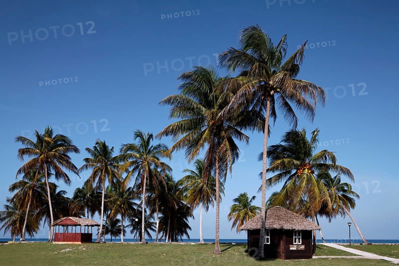 Palm grove in front of beach