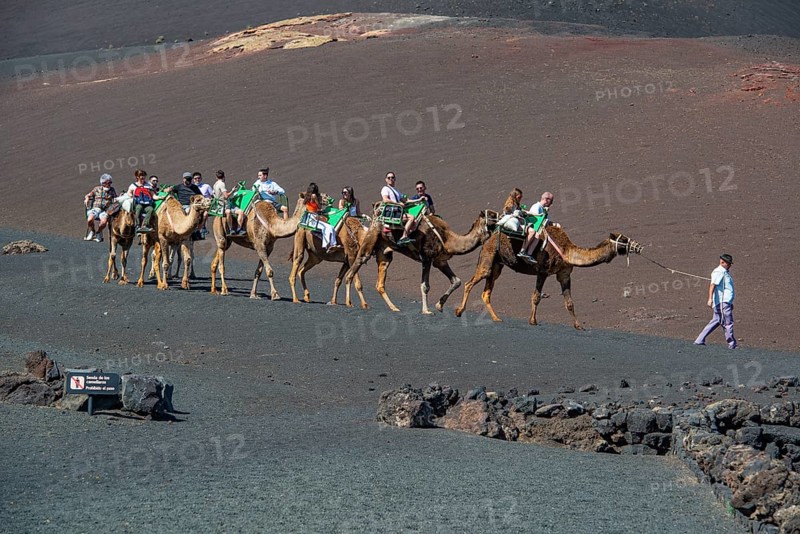 Tourists riding dromedaries in Timanfaya National Park