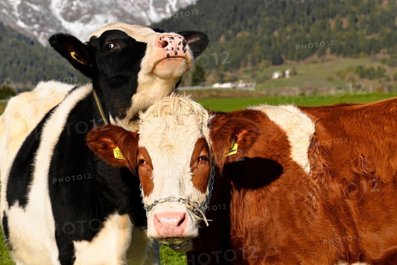 Female domestic cattles