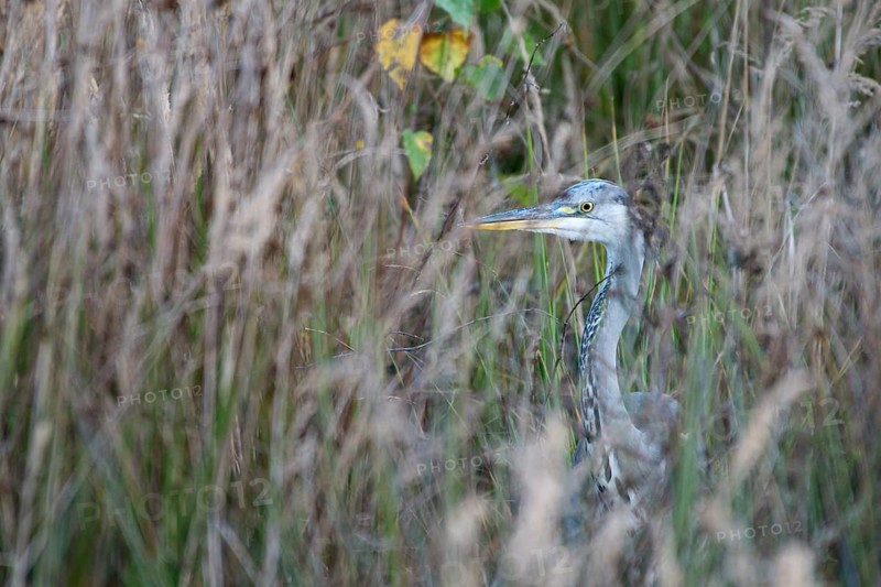 Grey heron